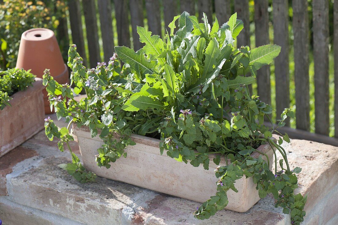 Terracotta box with Lamium (deadnettle), Nepeta (catmint), Lactuca