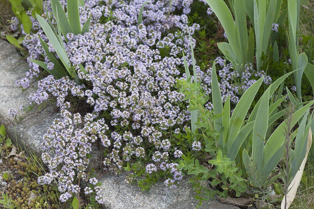 Blühender Thymian (Thymus vulgare) als Bodendecker