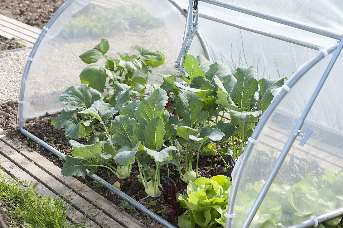 Kohlrabi ((Brassica oleracea var. gongylodes) und Salat (Lactuca)