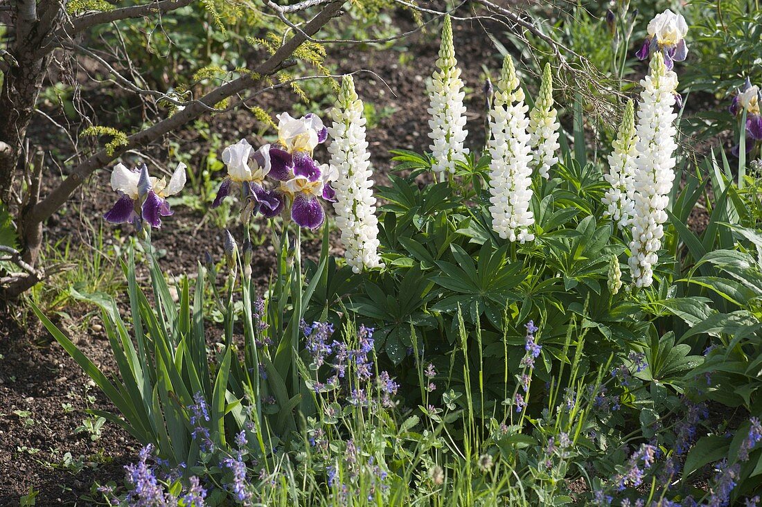 Lupinus 'Fräulein' (lupines), Iris barbata elatior 'Folkwang' (Iris barbata elatior)