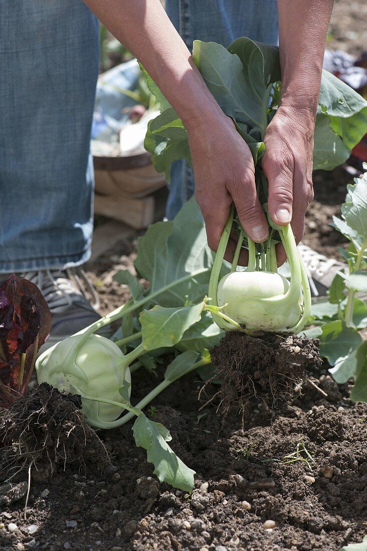 Harvesting kohlrabi (Brassica oleracea var gongylodes)