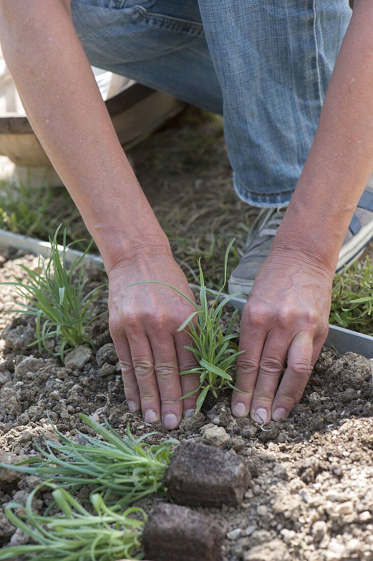 Dianthus (Nelken) ins Beet pflanzen