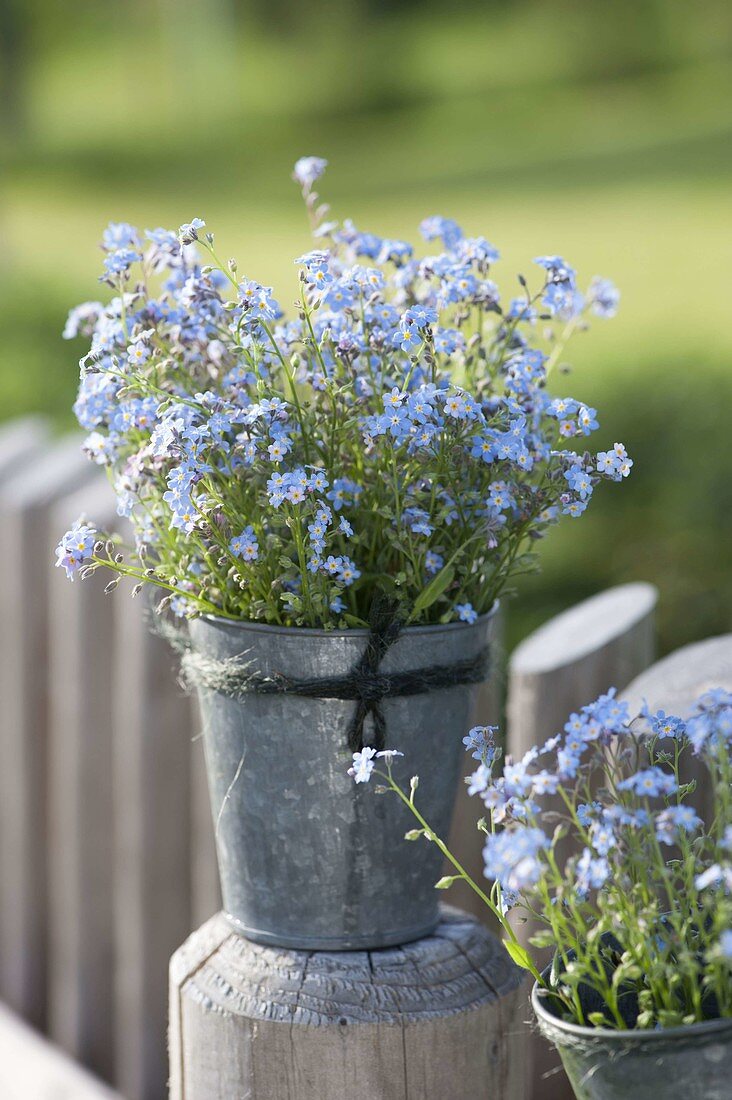 Small bouquet of Myosotis (forget-me-not) in zinc vase