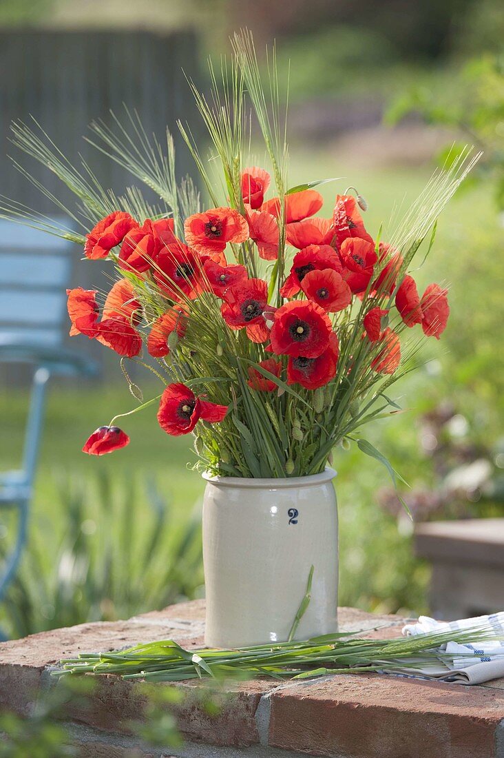 Meadow of Papaver rhoeas and Hordeum