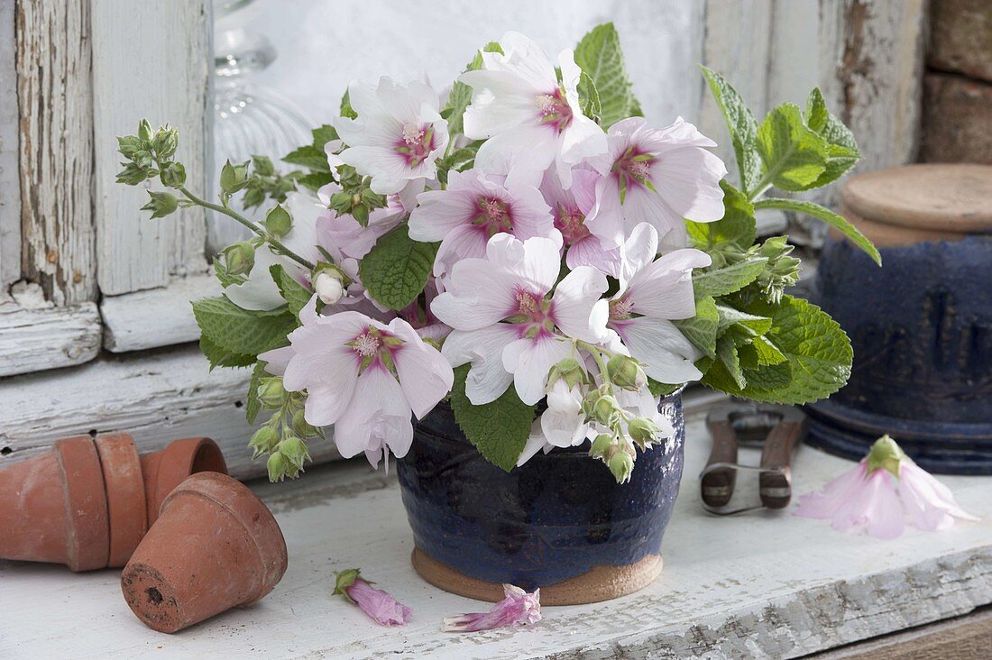 Bouquet of Lavatera thuringiaca in a rustic pot