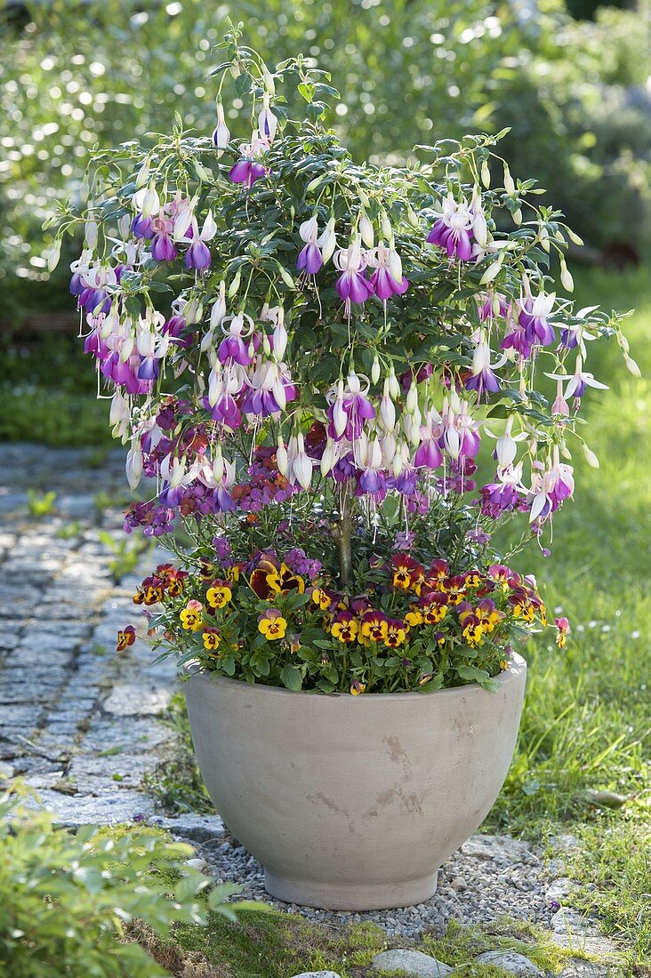 Fuchsia 'Delta's Sarah' (fuchsia) stem with Erysimum