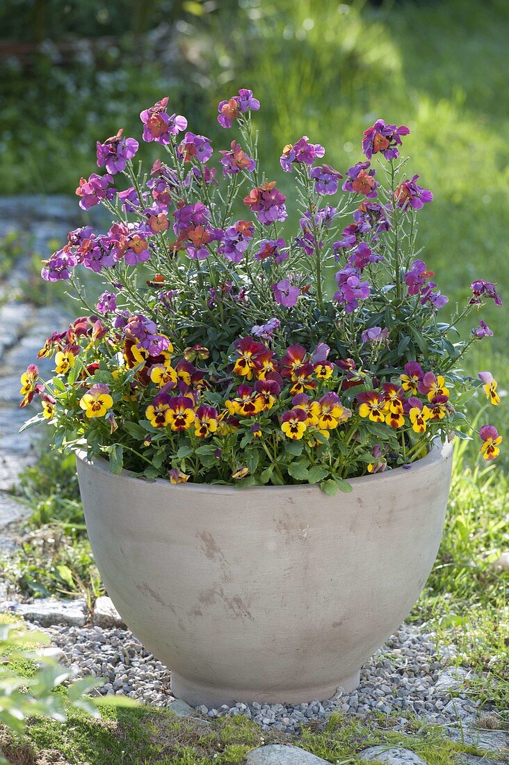 Terracotta pot with Erysimum 'Improved Winter Sorbet' (golden violet)