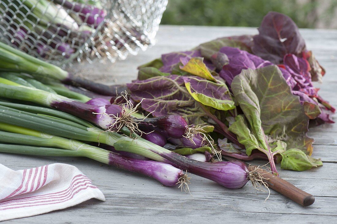 Red winter onion 'Electric' (Allium cepa)