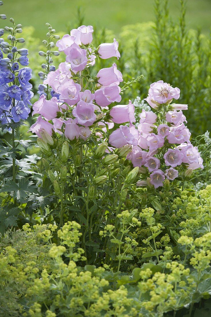 Campanula medium (Lady's bellflower)