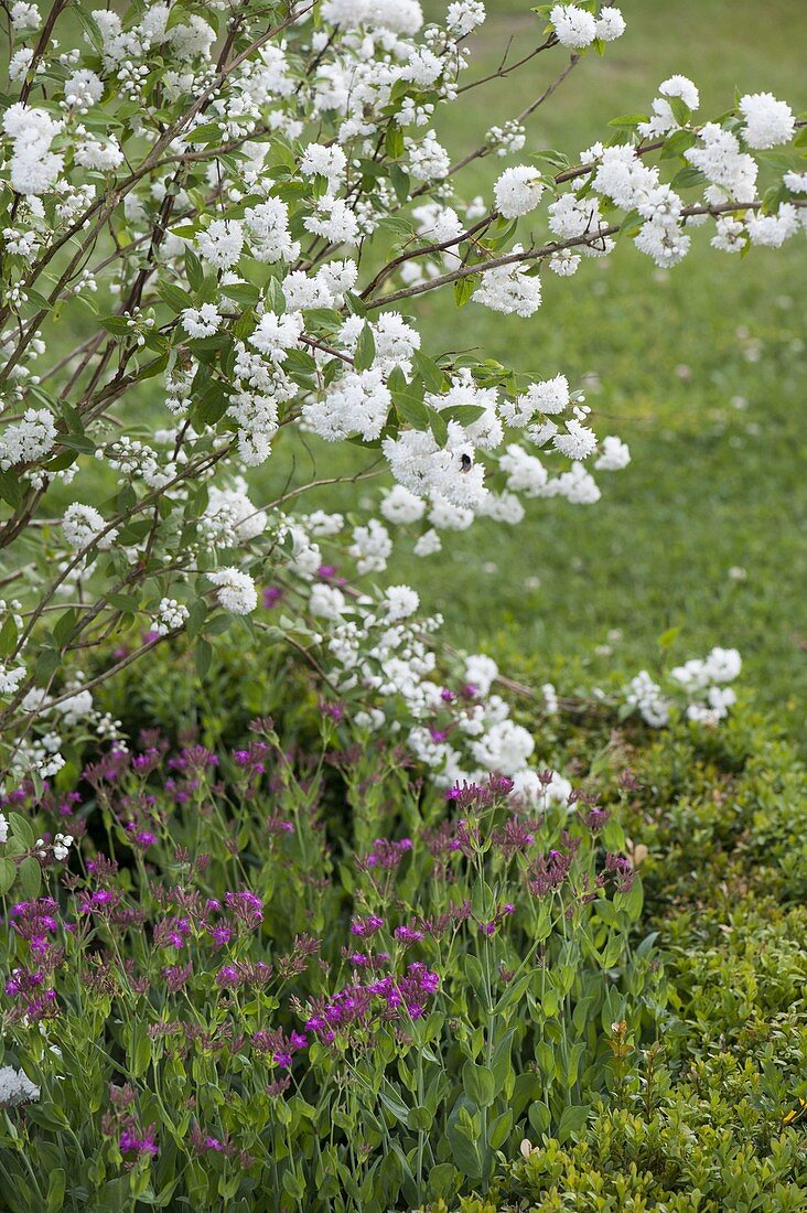 Deutzia magnifica (Deutzie) und Silene dioica (Rote Lichtnelke)