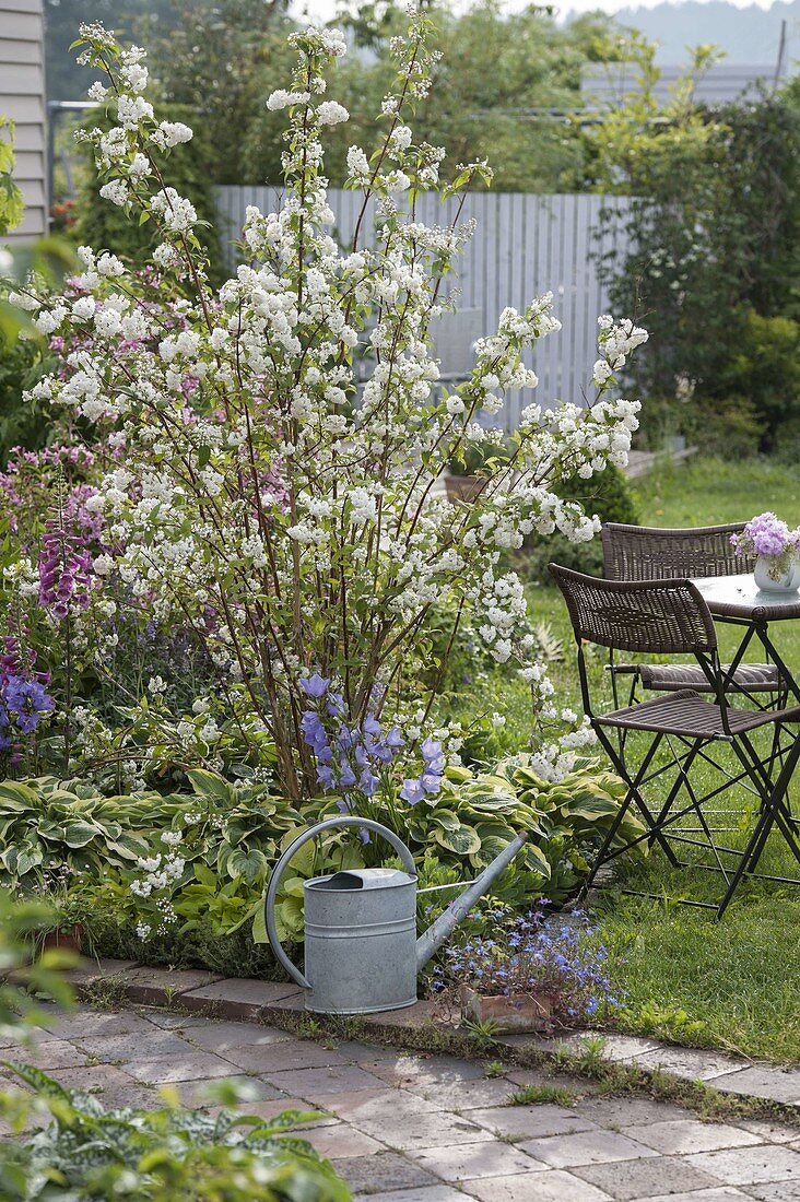 Deutzia magnifica (Mayflower bush, Star bush) in border with Hosta