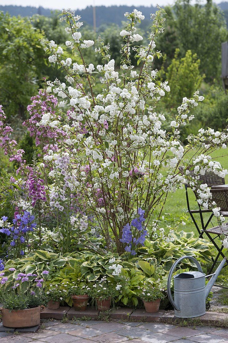 Deutzia magnifica (Maiblumenstrauch, Sternchenstrauch) in Beet mit Hosta