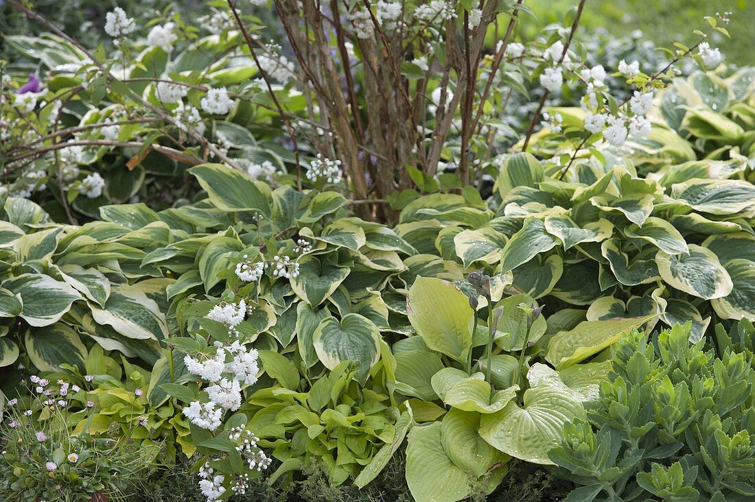 Deutzia magnifica (Mayflower bush, Star bush) in border with Hosta