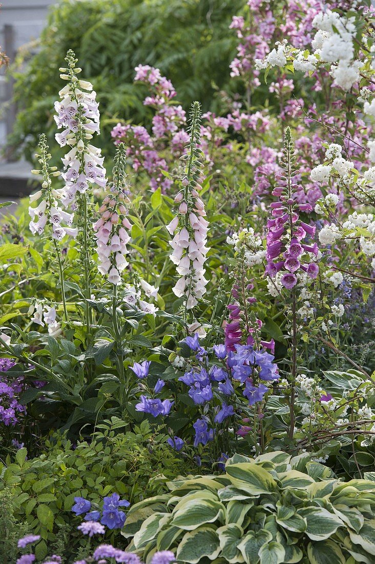 Staudenbeet mit Digitalis (Fingerhut), Campanula (Glockenblumen) und Hosta