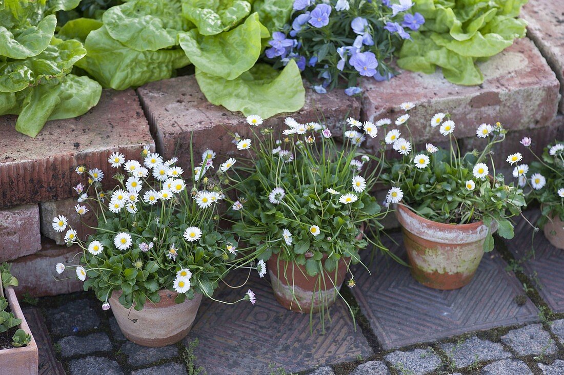 Bellis perennis (daisies) in clay pots