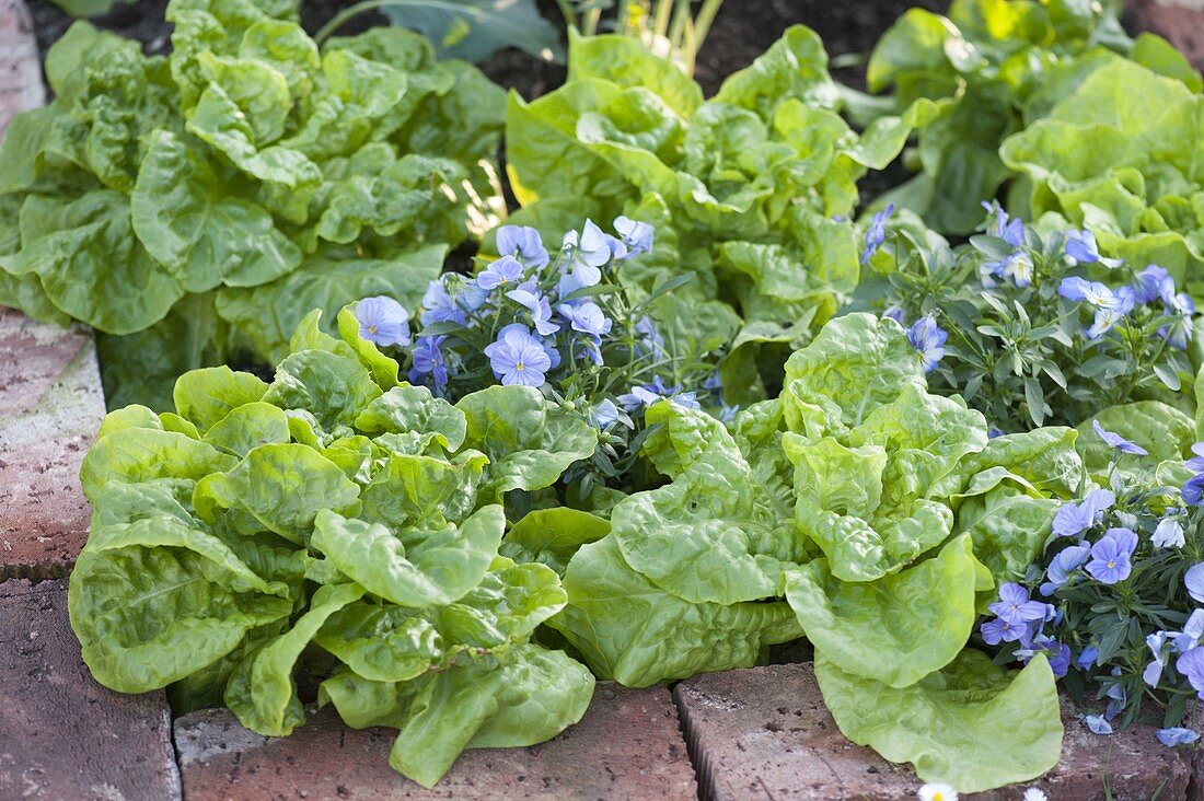 Lettuce (Lactuca) and Viola cornuta (Horned violet)