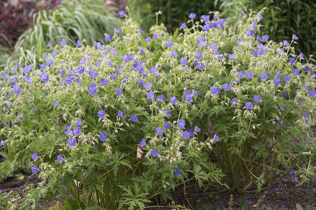 Geranium pratense 'Johnson's Blue' (Cranesbill)