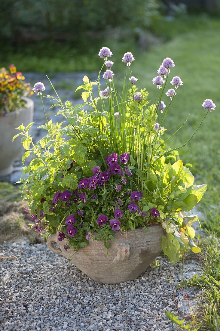 Clay pot with herbs and edible flowers: Viola cornuta
