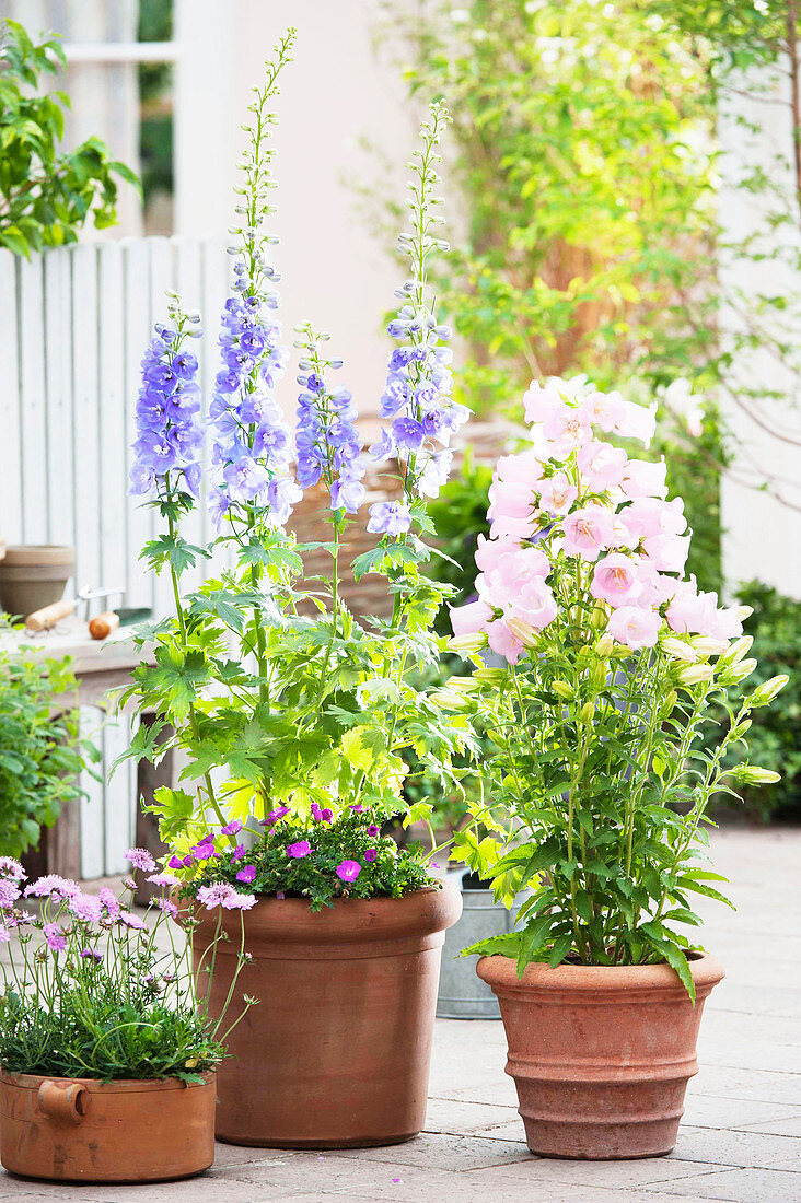 Delphinium (delphinium), Campanula medium (lady's bellflower).