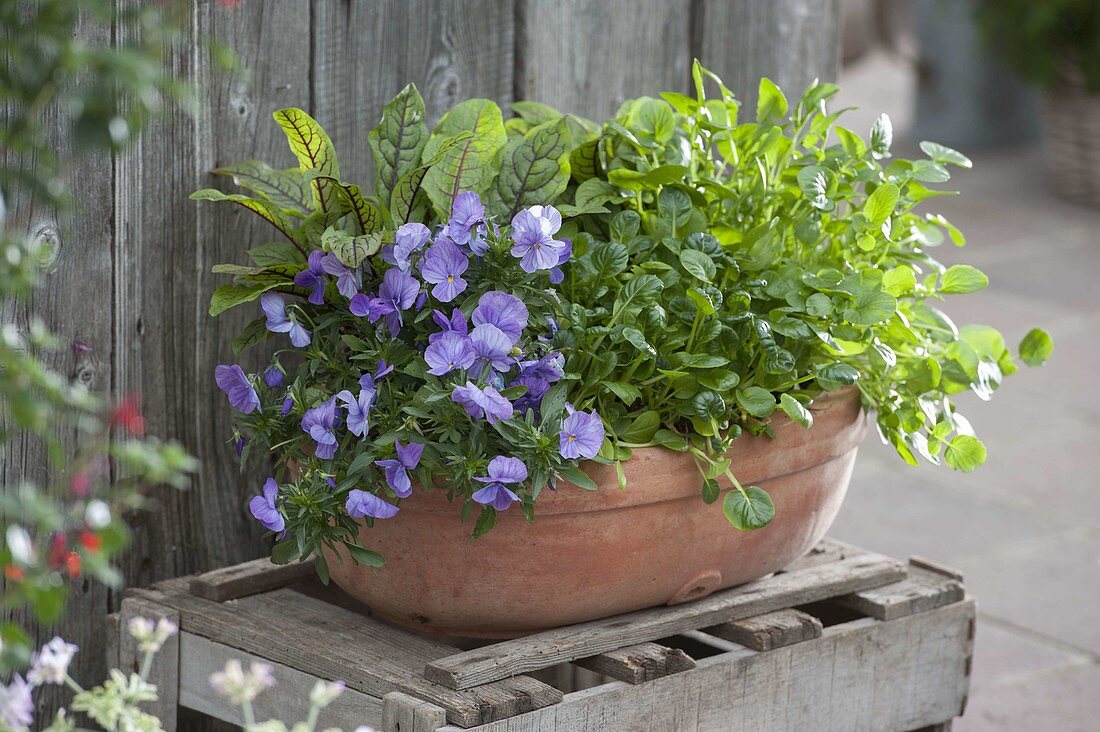 Terrakottaschale mit Viola cornuta (Hornveilchen), Blutampfer