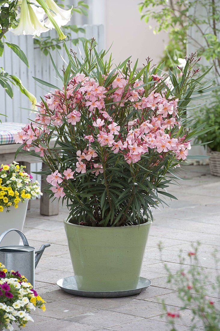 Nerium oleander 'Salmone Semplice' (Oleander)