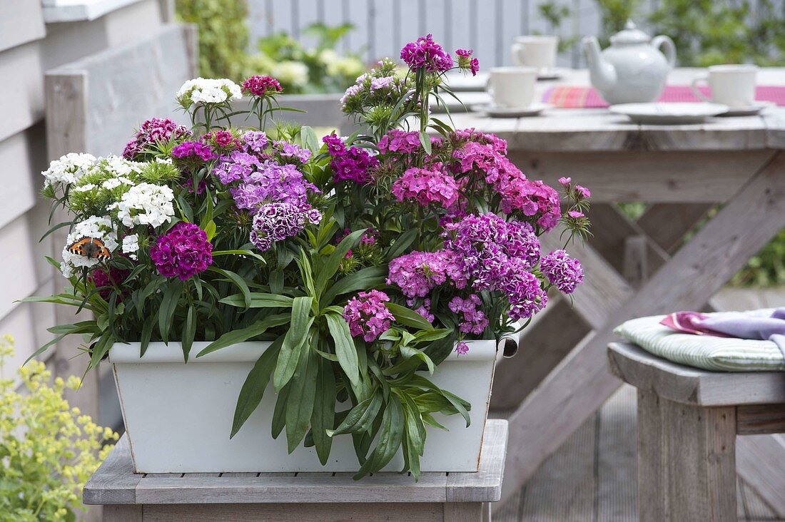 White metal box planted with Dianthus barbatus (bearded carnations)