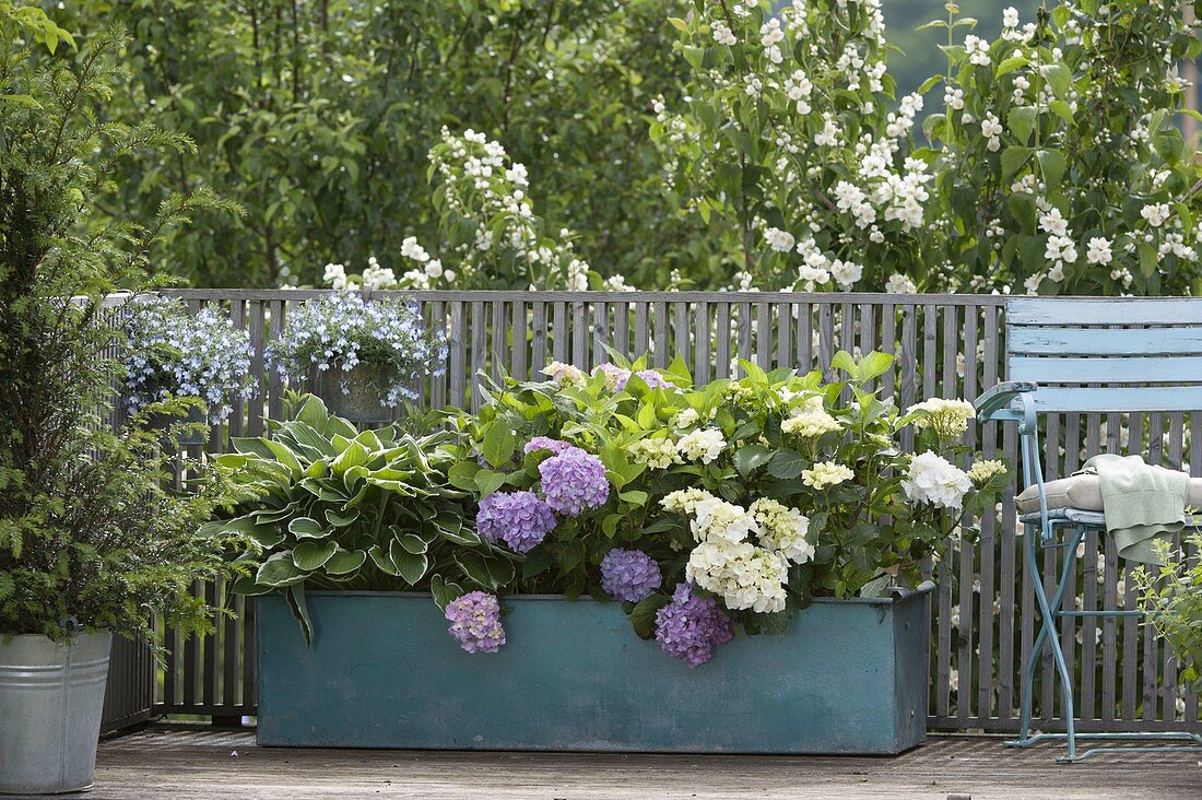 Hydrangea macrophylla (Hydrangea) and Hosta (Hosta)