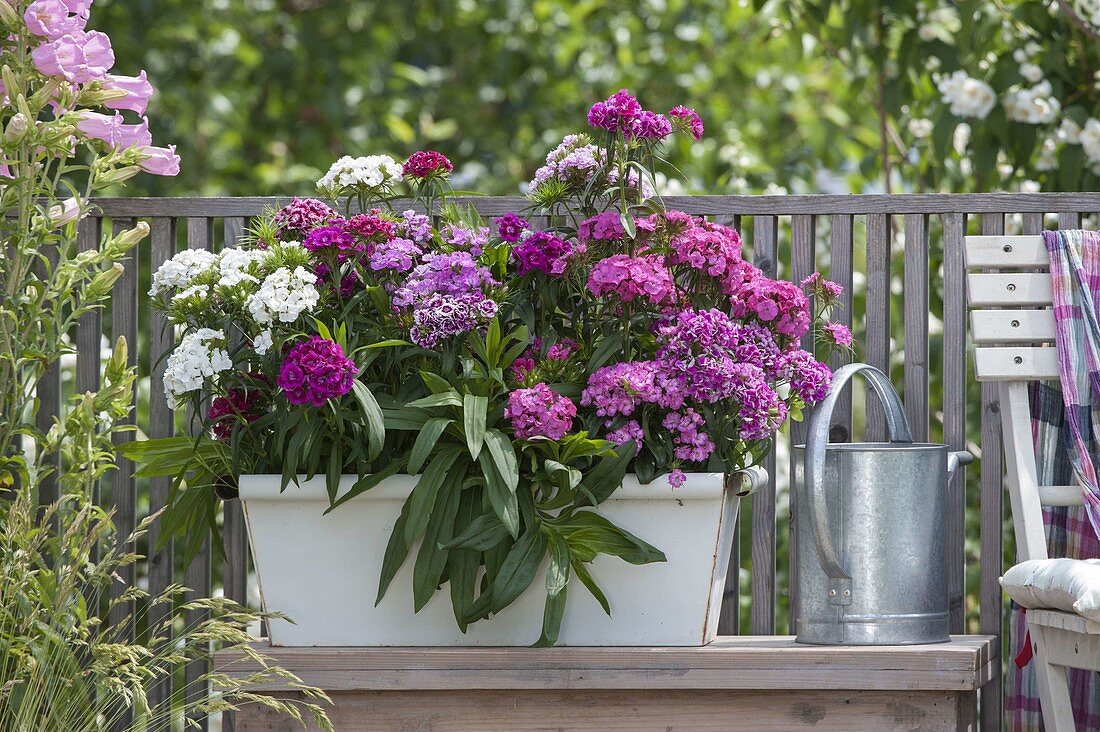 Weißer Metall-Kasten bepflanzt mit Dianthus barbatus (Bartnelken)