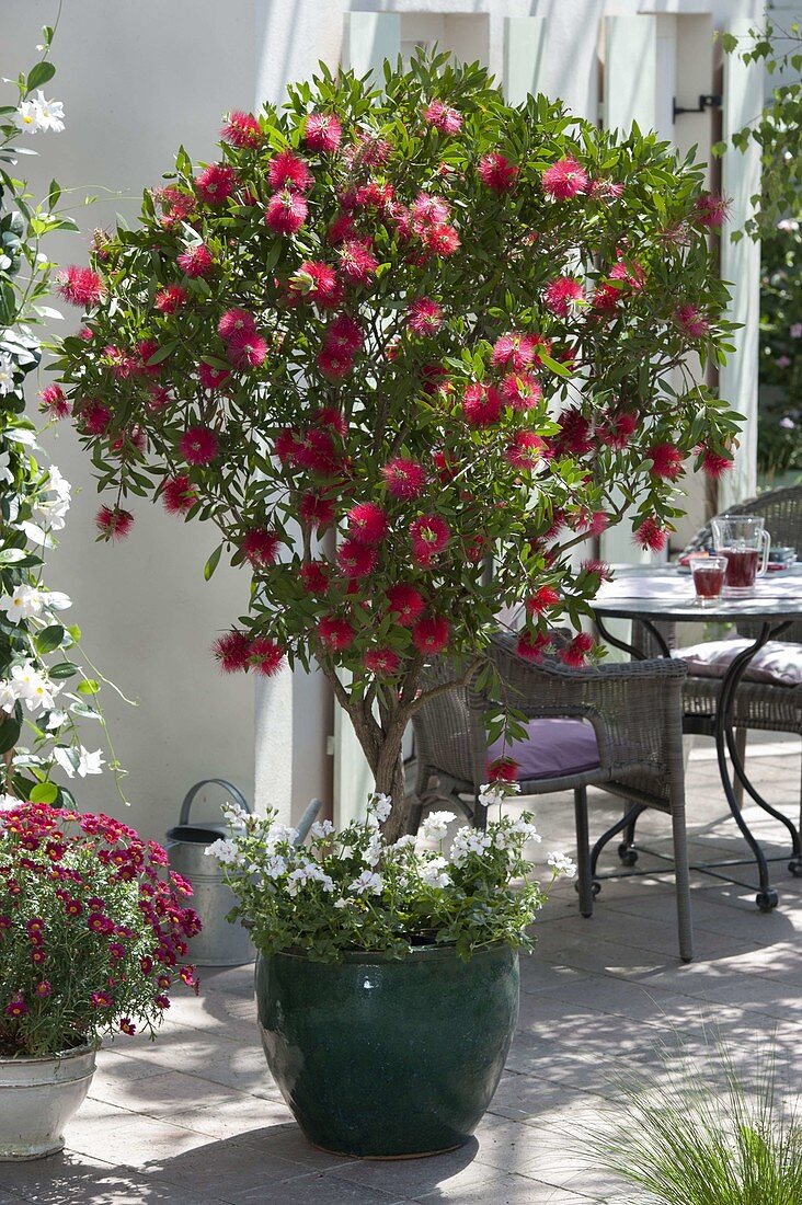 Callistemon (Cylindrical wiper) underplanted with Pelargonium (Geraniums)