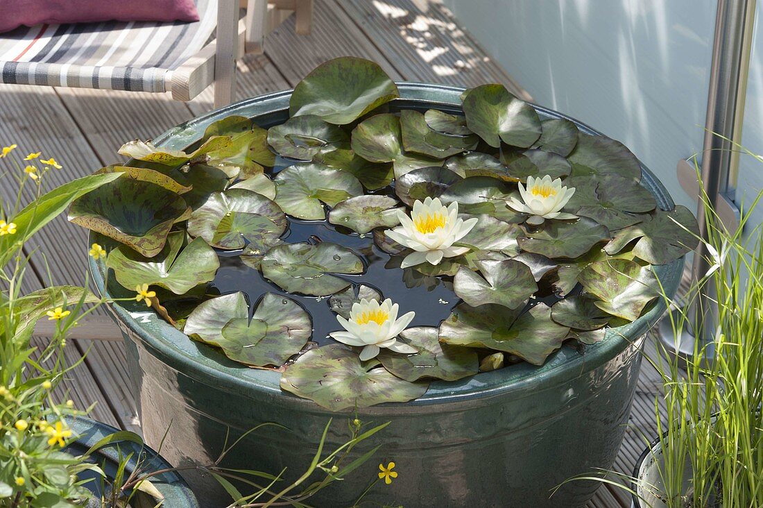 Nymphaea 'Marliacea Chromatella' (Seerose)