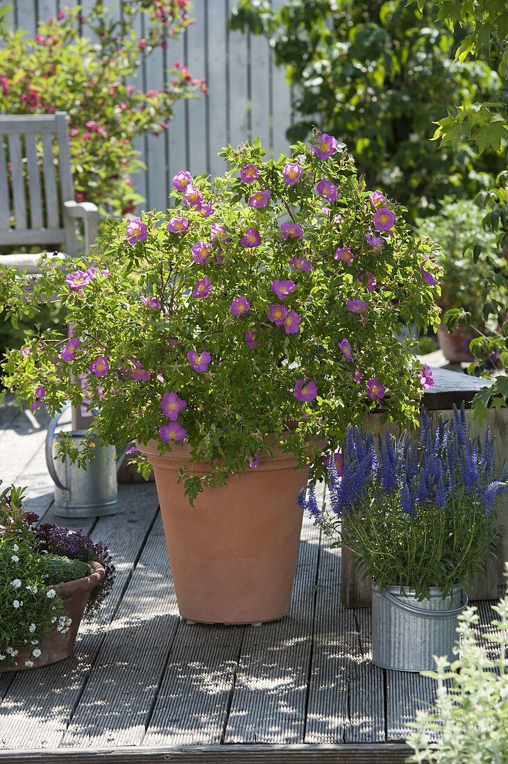 Rosa 'Amazing Fantasy' (Rosehip rose), Veronica spicata (Speedwell)