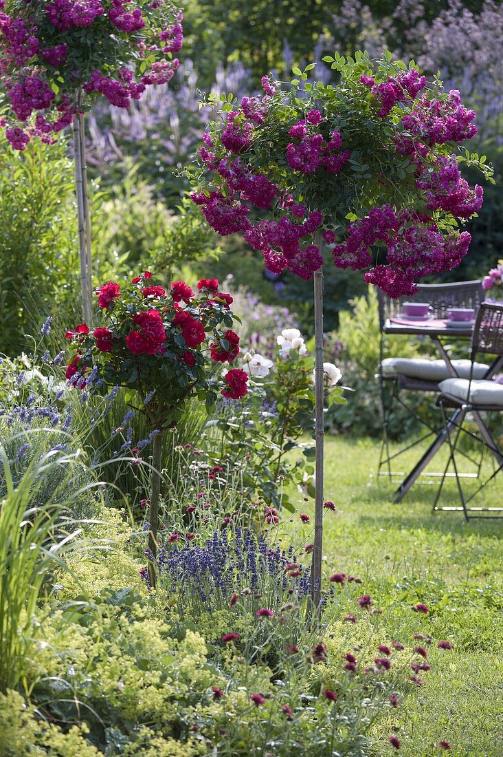 Rose stems in the bed: Rosa 'Super Excelsa', 'Rotilia' (roses), Knautia