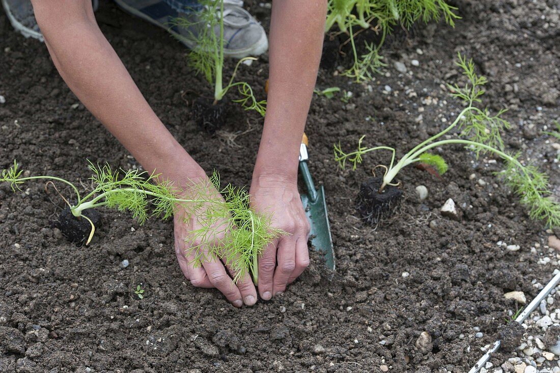 Planting fennel in the vegetable patch (4/6)