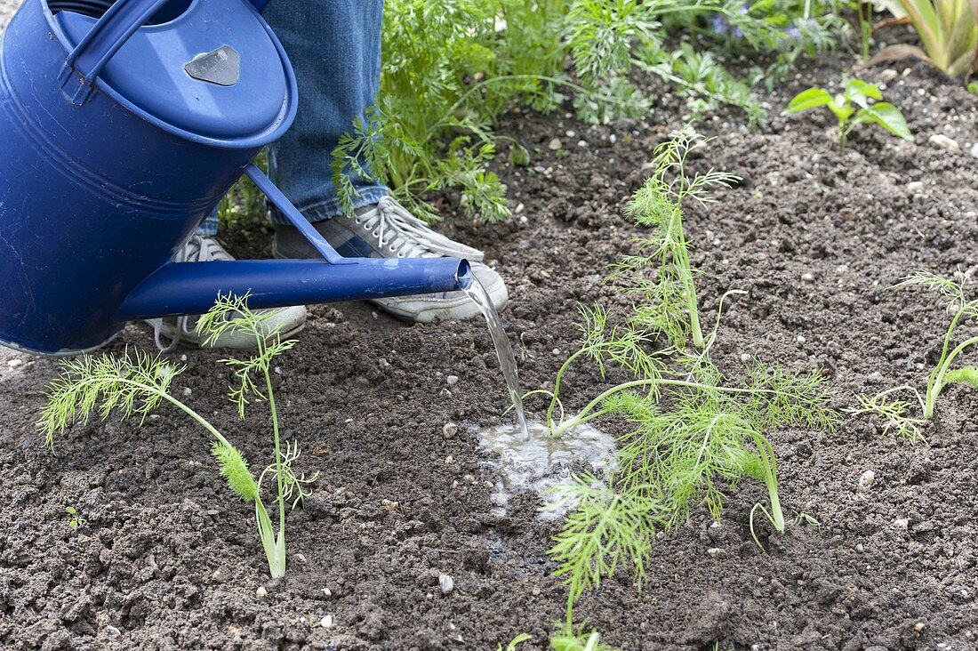 Plant fennel in the vegetable patch