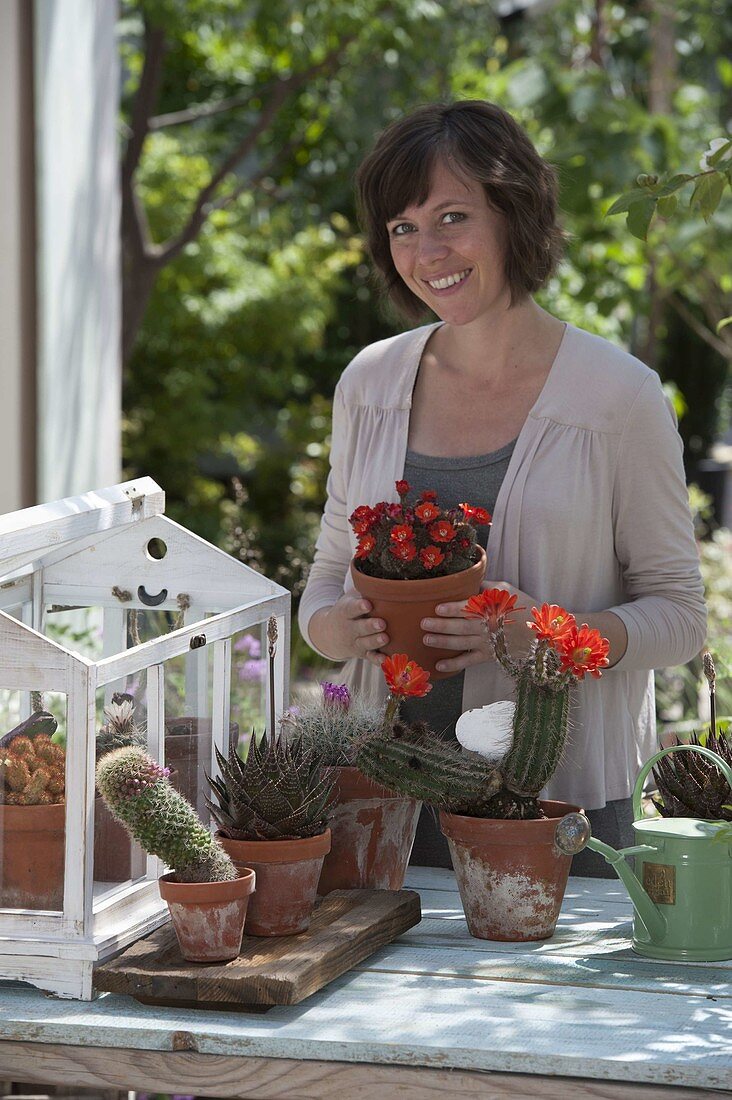 Frau pflegt kleines Kakteenhaus mit Echinocereus scheeri (Igelsäulenkaktus)