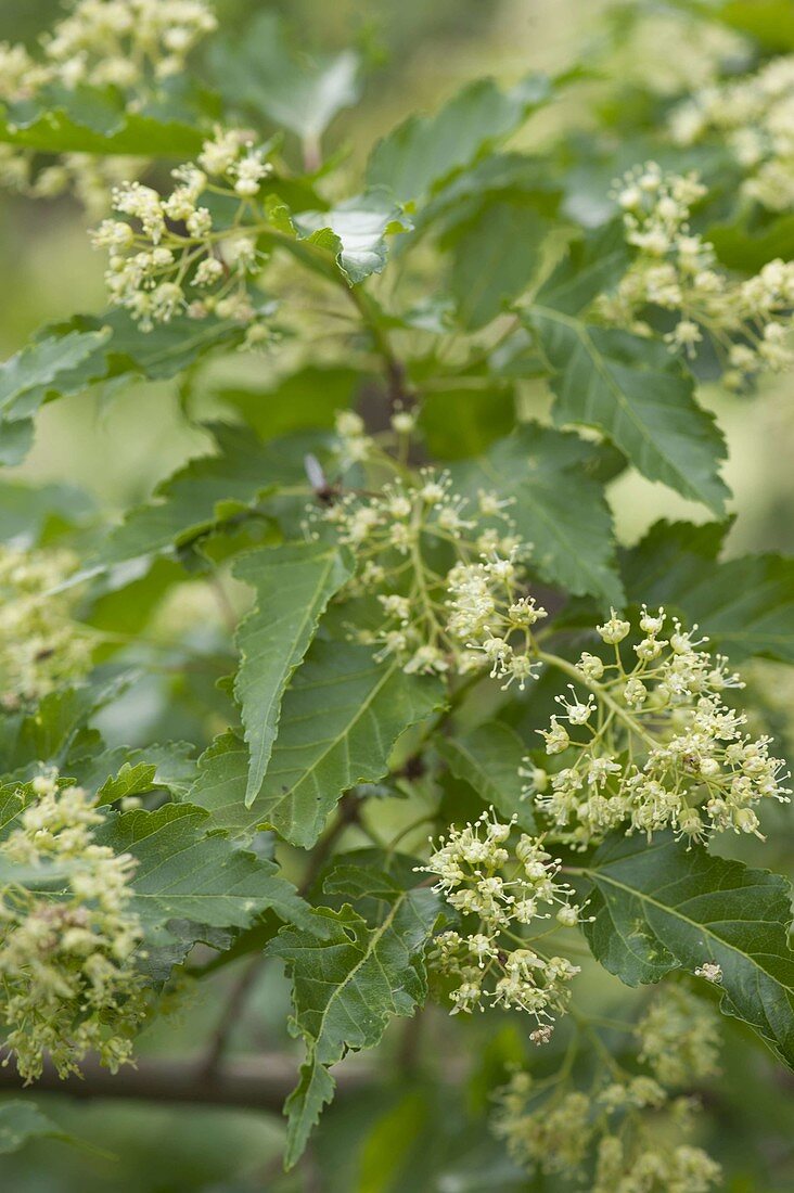 Flower of Acer ginnala (Fire maple)