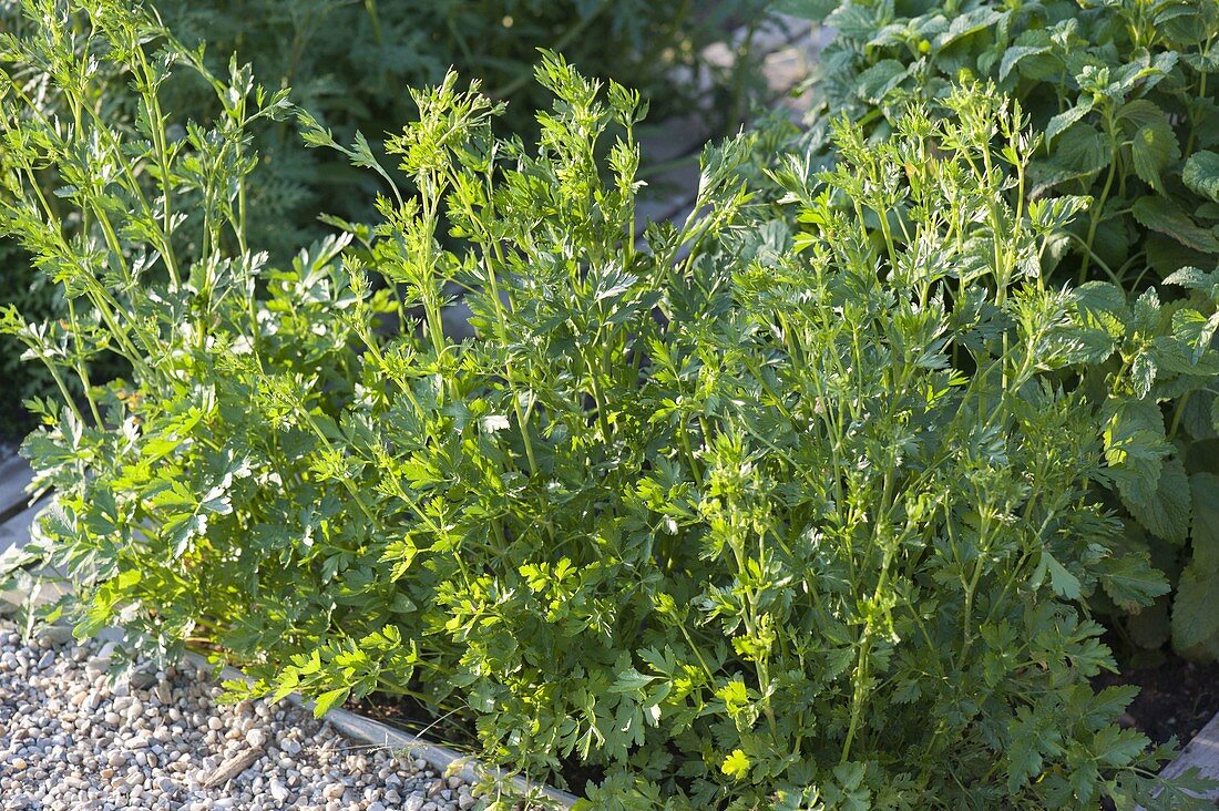 Parsley (Petroselinum) starts flowering in the second year