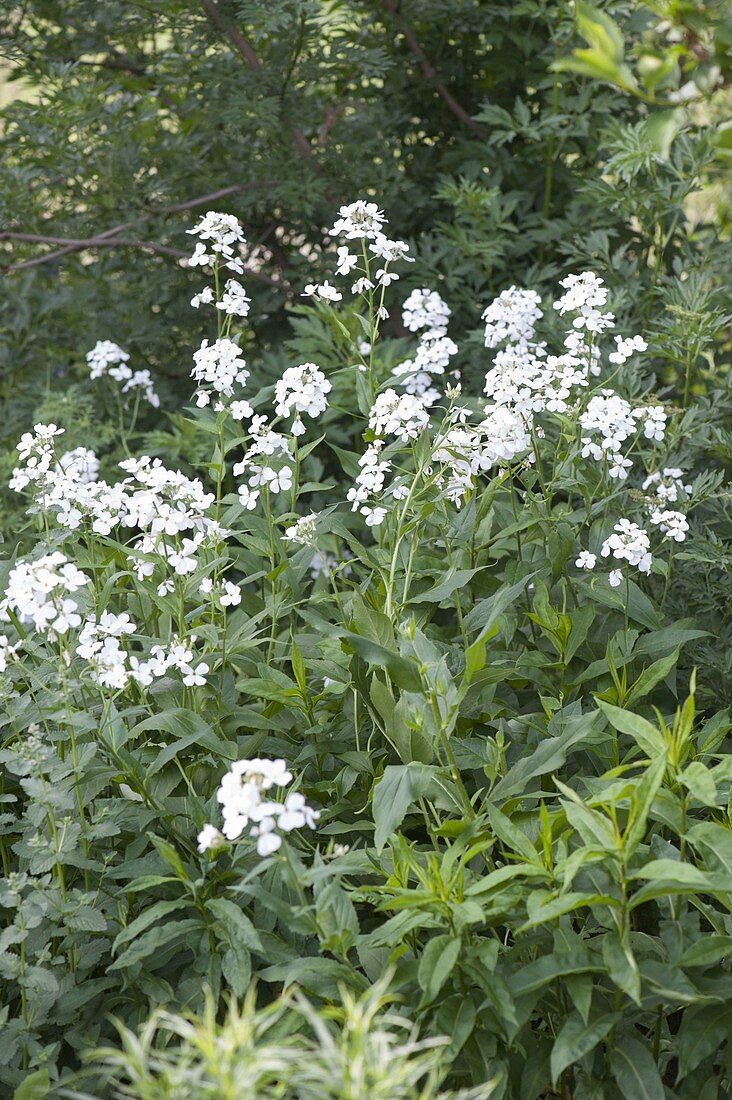 Hesperis 'Alba' (white night violet) brings brightness into the shade and is fragrant