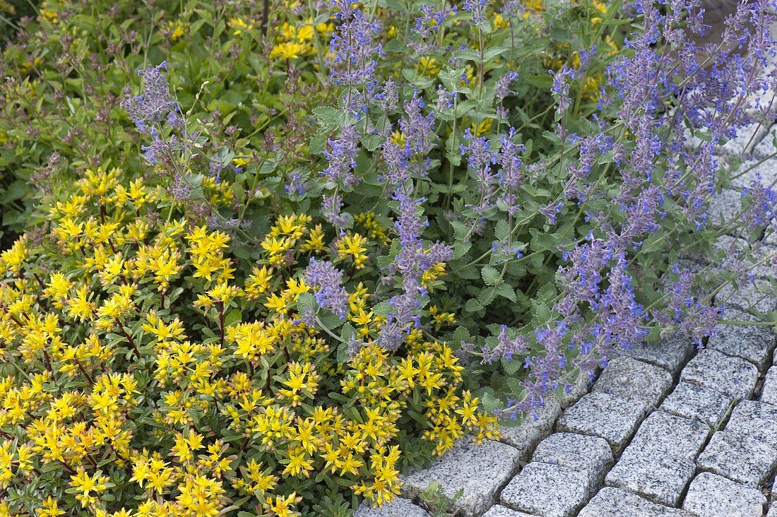 Sedum 'Weihenstephaner Gold' (Ground cover stonecrop), Nepeta faassenii