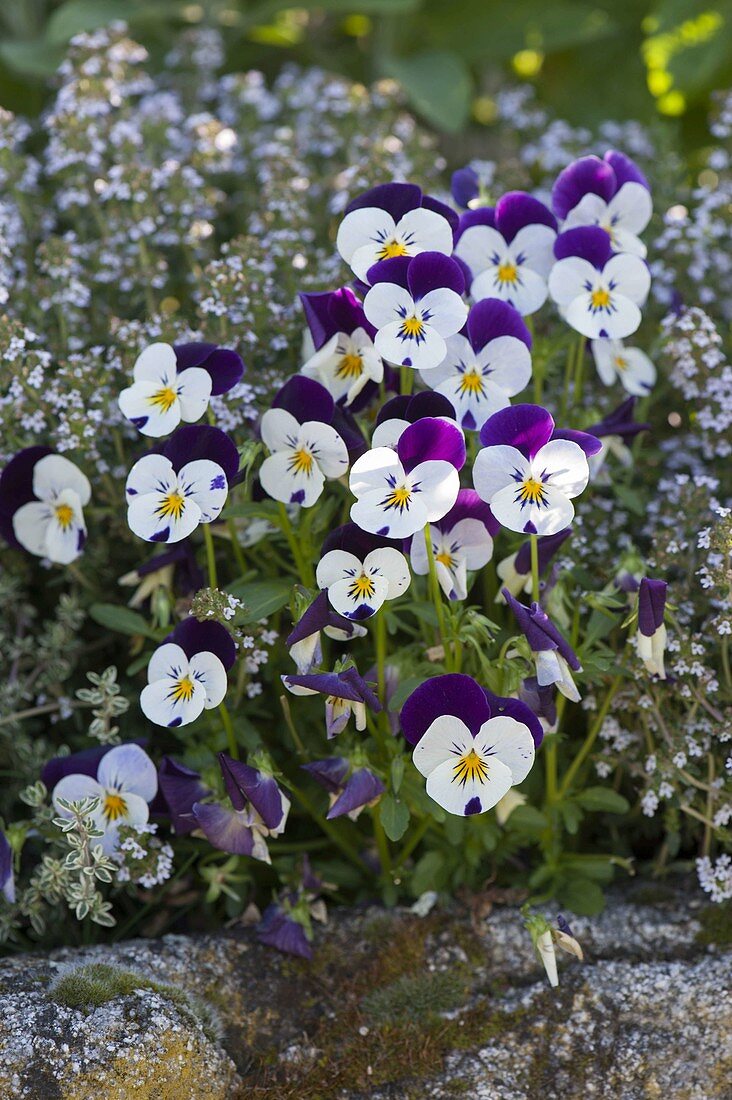 Viola cornuta 'Penny Mickey' (Horned violet)