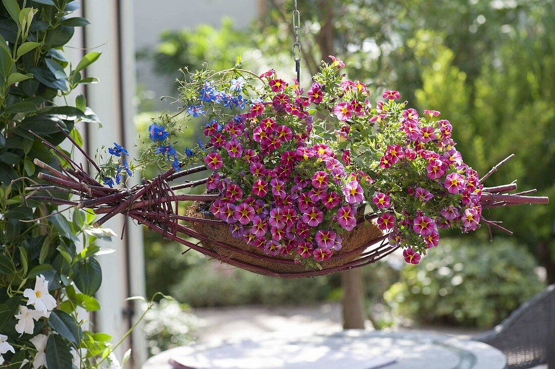 Calibrachoa Superbells 'Cherry Star' and Anagallis