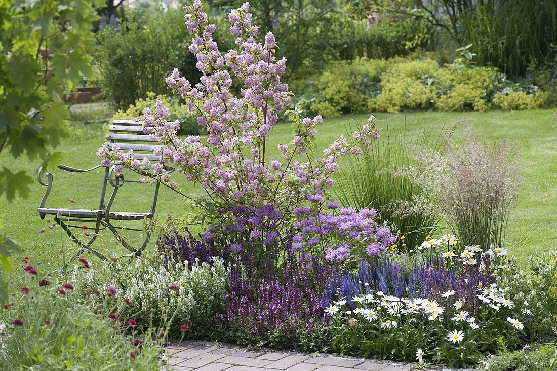 Deutzia hybrida 'Strawberry Field' (Deutzia, Star Bush)