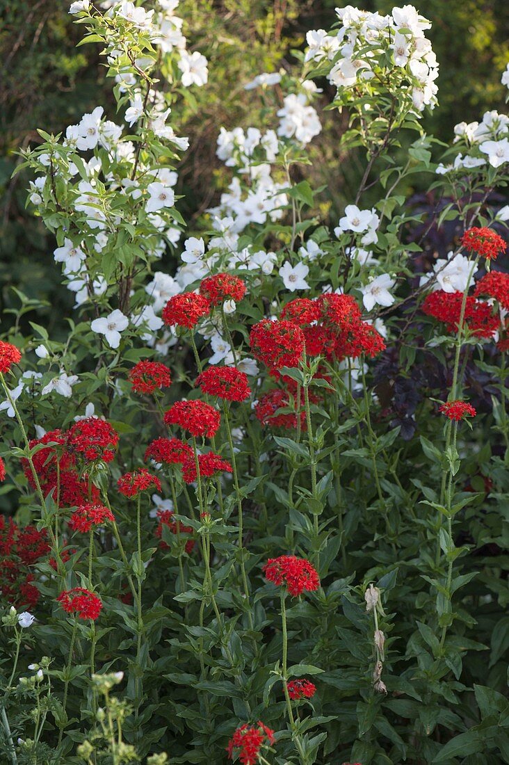 Philadelphus 'Belle Etoile' (Pipe Bush, False Jasmine), Lychnis