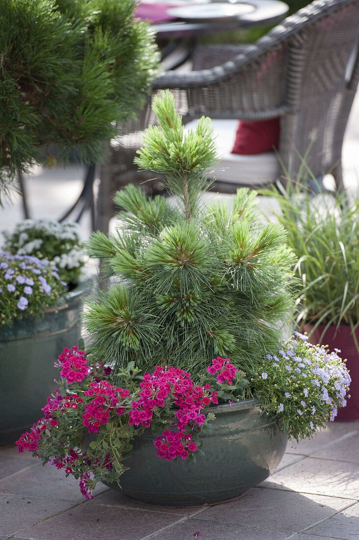 Pinus schwerinii 'Wiethorst' (heavy pine), Verbena 'Raspberry'.