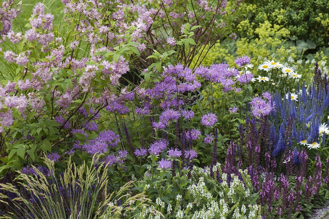 Monarda 'Pummel' (Indianernessel), Salvia nemorosa