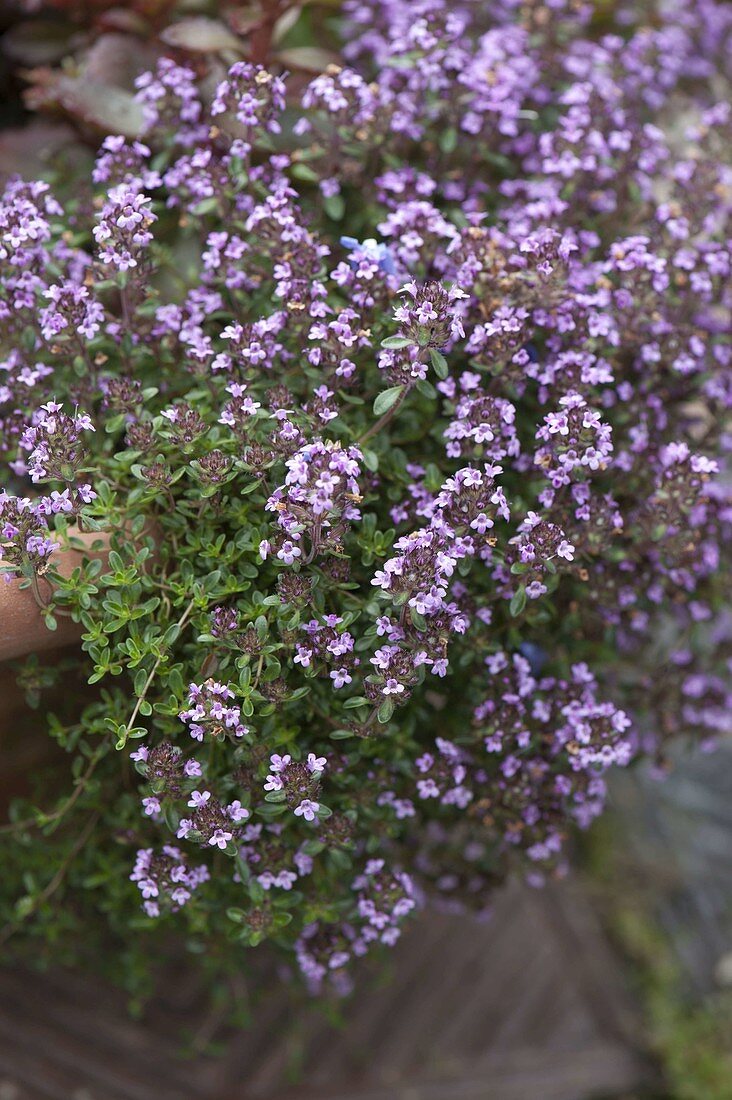 Flowering thyme (Thymus vulgaris)