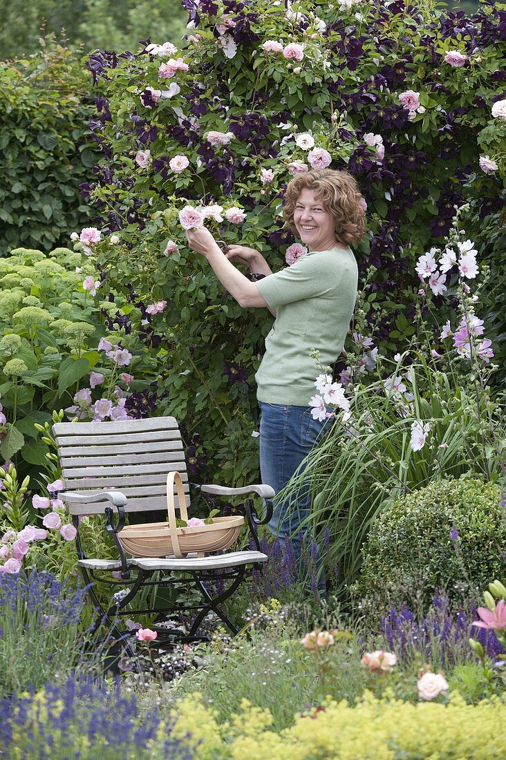 Frau schneidet Blüten von Rosa 'Kir Royal' (Kletterrose)