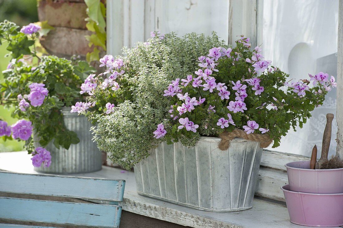 Mini planter box with Pelargonium Pac Angeleyes 'Light' (angel geranium)