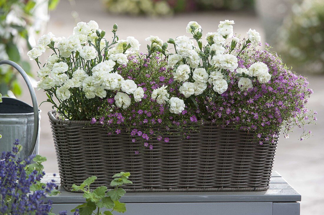 Basket box with Dianthus caryophyllus (carnations) and Gypsophila muralis