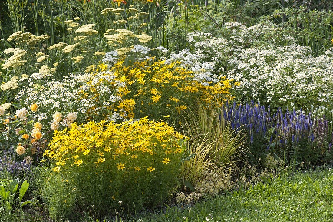 Beet mit Coreopsis vertillata 'Grandiflora' (Mädchenauge), Achillea